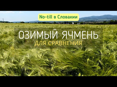 Видео: Озимый ячмень - сравнение с яровым, посеянным осенью