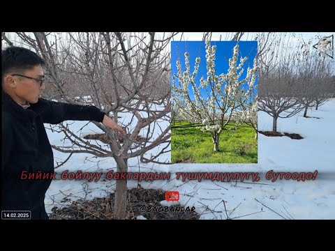 Видео: Алма бактарды туура бутоо. Улучшенная чаша / KGВ / Испан бутоосу.