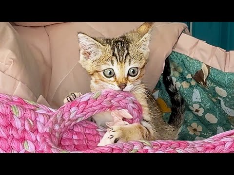 Видео: КОТЁНОК УСТРОИЛ СКАЧКИ В ЛЮЛЬКЕ / Обзор робот-пылесос 3i G10+