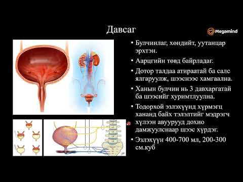 Видео: Биологи №30 Ялгаруулах эрхтэн тогтолцоо