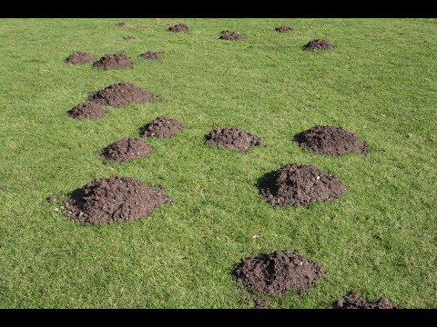 Видео: Крот или Слепец 100% способ поймать