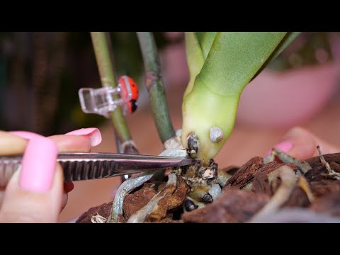 Видео: Орхидея гниет. Отмирают листья. Глубокая зачистка. Погибнет или нет.