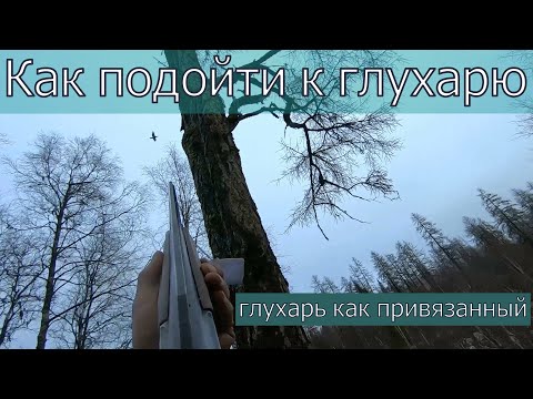 Видео: Глухарь такого не ожидал!Дедовский способ,как подойти к глухарю.