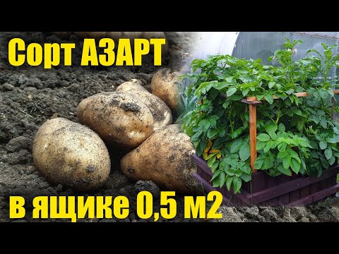 Видео: Картофель азарт в ящике Что выросло?