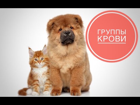 Видео: Группы крови собак и кошек