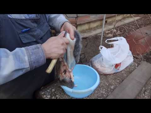 Видео: Выделка шкур кролика.  мездрение