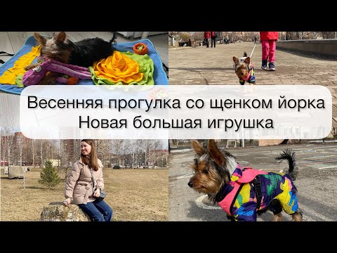 Видео: Весенняя прогулка со щенком🐾  Новая игрушка 🧸