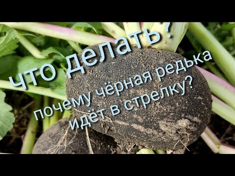 Видео: Почему чёрная редька идёт в стрелку?