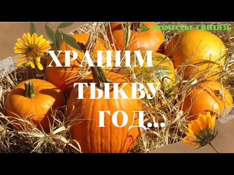 Видео: КАК СОХРАНИТЬ ТЫКВЫ И КАБАЧКИ ДО СЛЕДУЮЩЕГО УРОЖАЯ. # хранение_тыкв