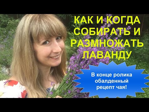 Видео: Как собрать лаванду? Когда собирать лаванду? Как размножать лаванду? Лавандовый чай. Чай из лаванды.