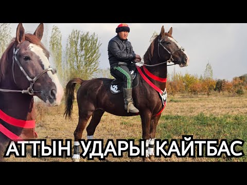 Видео: аттын удары КАЙТБАС ЭЛАМАНДА