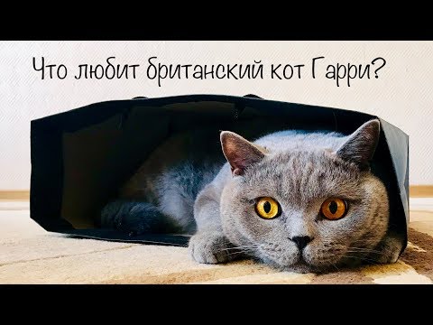 Видео: Что ЛЮБИТ делать британский кот ? 2 часть / BRITISH CAT