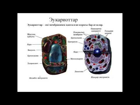 Видео: биология 1сабақ 1 тоқсан