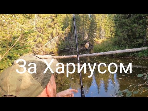 Видео: Рыбалка на малых реках Архангельской области.Устьяны