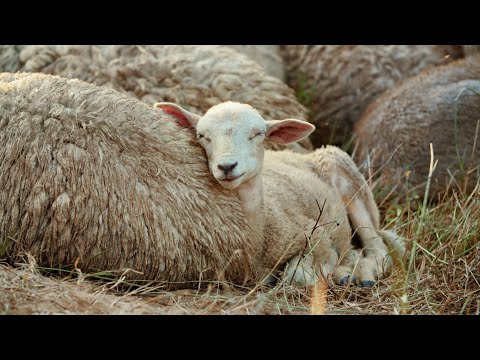 Видео: О Я Грешник Бедный - Maksim Lavrov