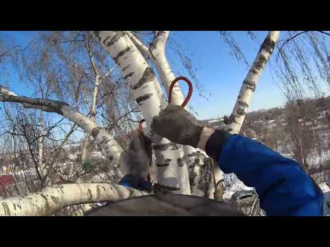 Видео: Спил березы на даче