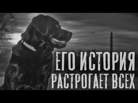 Видео: ЗВЕРИНЕЦ. Страшные истории на ночь. Страшный рассказ. Страшилки.mp4