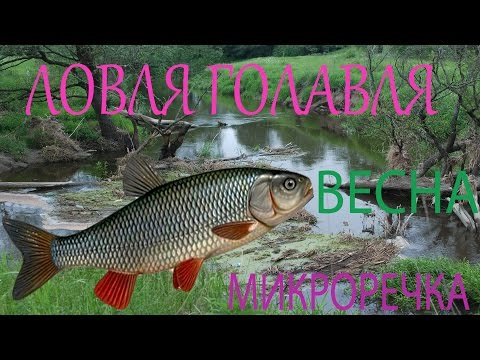 Видео: ЛОВЛЯ ГОЛАВЛЯ ВЕСНОЙ на МИКРО-РЕЧКЕ. Калининград. Воблер Yo-zuri L-Minnow