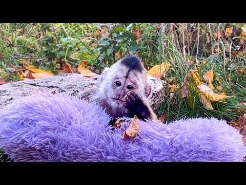 Видео: На Финика НАПАЛА ОСЕННЯЯ ХАНДРА и мы пытаемся его как-то РАЗВЕСЕЛИТЬ!))