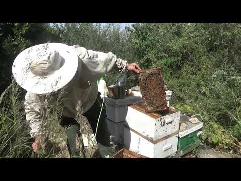 Видео: состояние роя который висел на дереве месяц и пересадка его