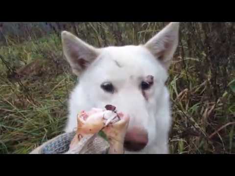 Видео: ЩЕНКИ СКОРО ПРИЕДУТ!!!