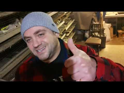 Видео: 900 перепелов улетели!🤦‍♀️Цены на все растут,  и я  Поднимаю цены на все! А как у вас продажи?