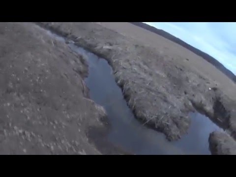 Видео: Охота на бобра с ружьем, с подхода весной 2016 год.