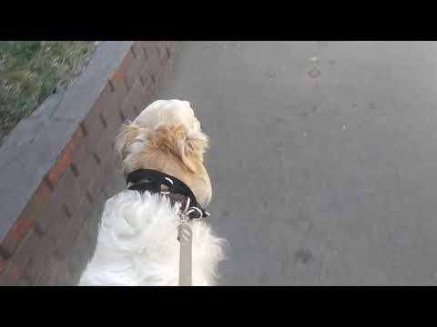 Видео: кому не стоит заводить борзых. Аврора больно падает в конце, слава богу обошлось