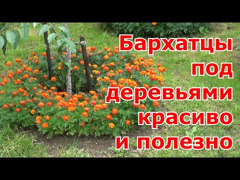 Видео: Посев бархатцев в приствольные круги деревьев. Бархатцы в огороде - красиво и полезно.