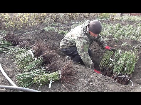 Видео: Как прикопать розы до весны! Частный питомник Тимофей.