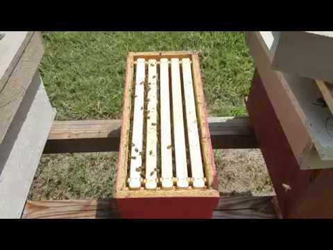 Видео: Для начинающих пчеловодов это лучший совет, который вы когда-либо получите.