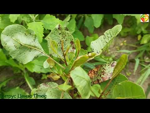 Видео: Фисташка повторное цветение