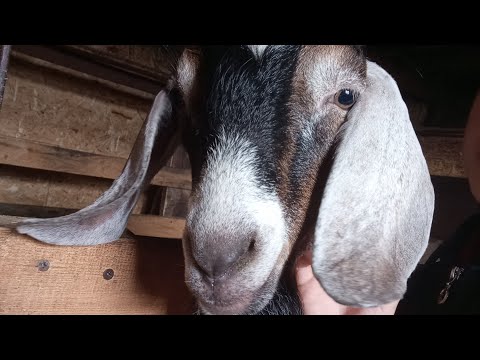 Видео: Козьи пакости, кролики. Вновь дела на хозяйстве.