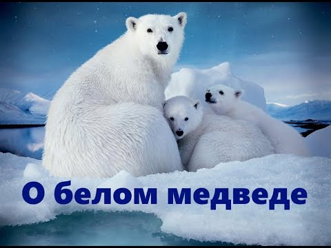 Видео: О белом медведе. Развивающее видео