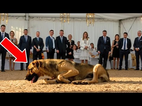 Видео: Отвергнутую собаку с аукциона купил юноша, и дальше произошло невероятное