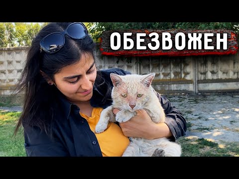 Видео: Подобрали кота с трассы с поврежденной мордой подкожными клещами. Безумно хотел пить на жаре.