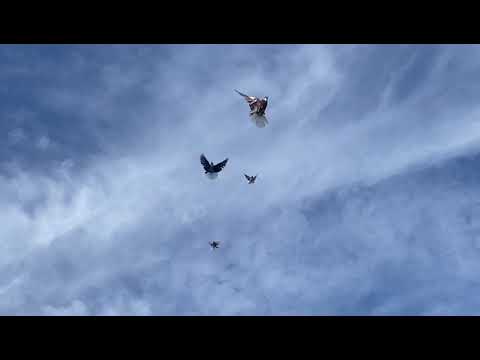 Видео: 2 октября 2025 г.