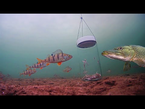 Видео: Подводный ЗОМБОЯЩИК! Реакция Щуки и Окуня на банку с мальком.