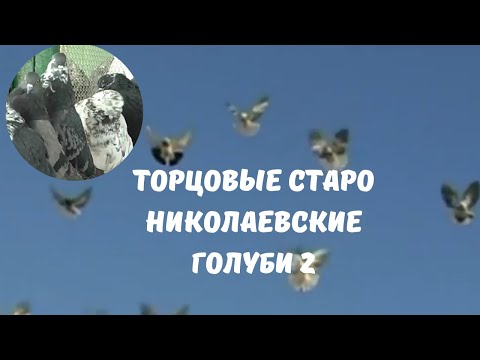 Видео: Торцовые старо николаевские голуби 2