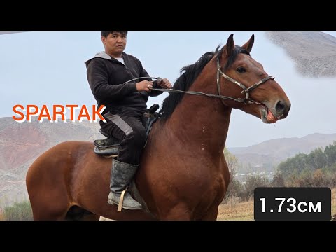 Видео: СПАРТАК  1.73 см  Аттын Удары Чыкты Алганга Жетишип Калгыла 