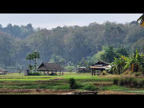 Видео: Вопиющая нищета беглых бирманцев на севере Таиланда
