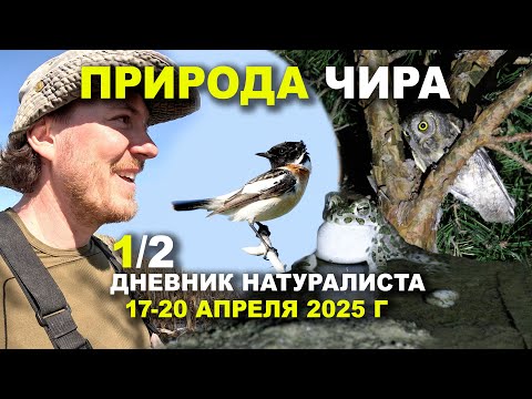 Видео: Птицы Чира. Часть 1 из 2. 17-20 апреля 2025 г.