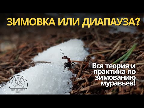 Видео: Муравьям нужна зимовка? Или диапауза? | Муравьи и Мифы #5