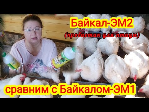 Видео: Байкал-ЭМ2 пробиотик для бройлеров. Можно ли применять Байкал-ЭМ1, сравним состав. Ответы на вопросы