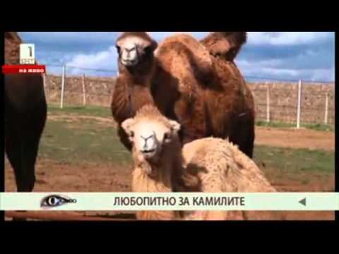 Видео: Денят отблизо с Мира и Цирк Балкански