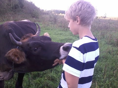 Видео: Корова или телка ? С кого начать ?