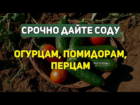 Видео: Как я спас огород с помощью ОБЫЧНОЙ  СОДЫ — урожай теперь ведро с куста #дача #сад #огород