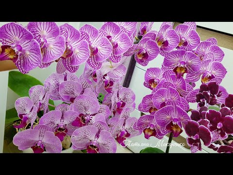 Видео: ОБИЛЬНОЕ и ШИКАРНОЕ цветение моих ОРХИДЕИ/ orchids орхидея orchid фаленопсис phalaenopsis