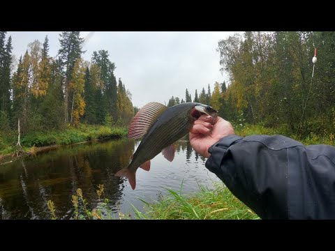 Видео: В сентябре за хариусом.