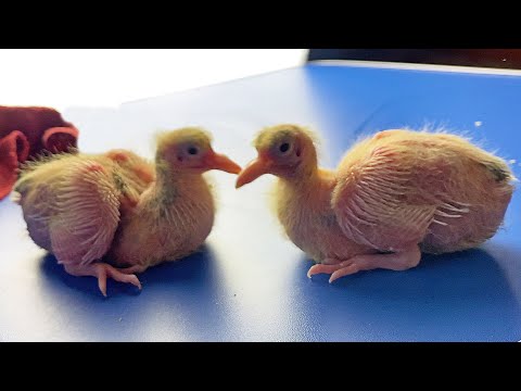 Видео: Почему Сохнут и Дохнут Голубята? Обратите ВНИМАНИЕ и на Это!